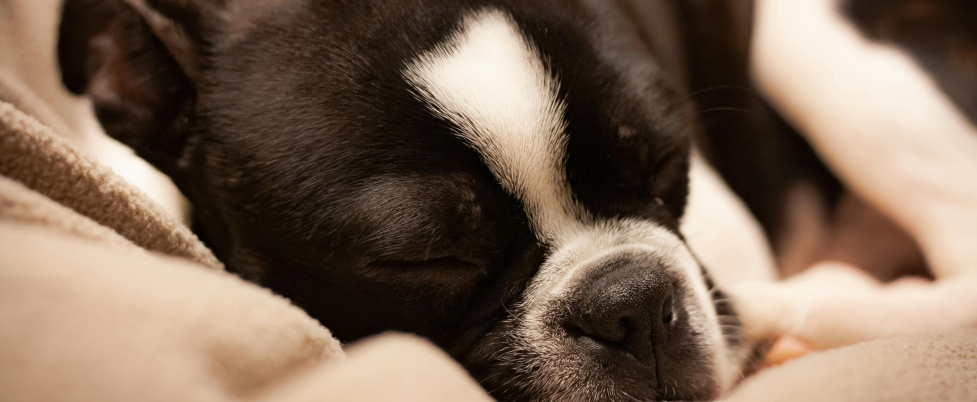 Sleeping Boston Terrier