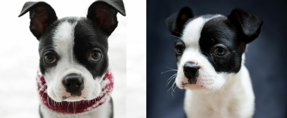 Boston Terrier Puppies