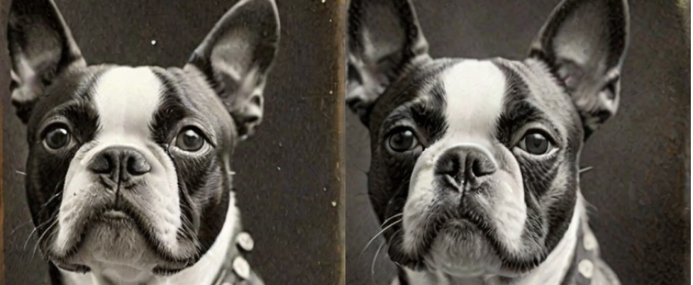 Vintage Boston Terriers