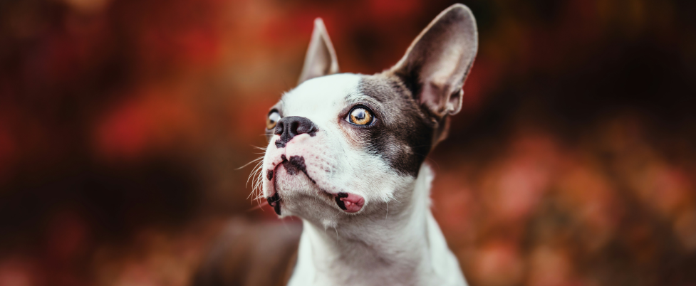 Unusual Color Boston Terrier