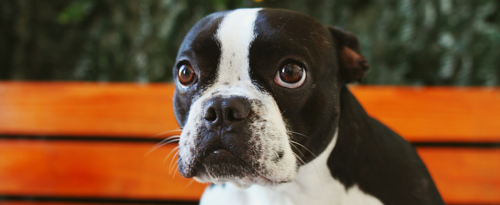 Boston Terrier face, a close-up