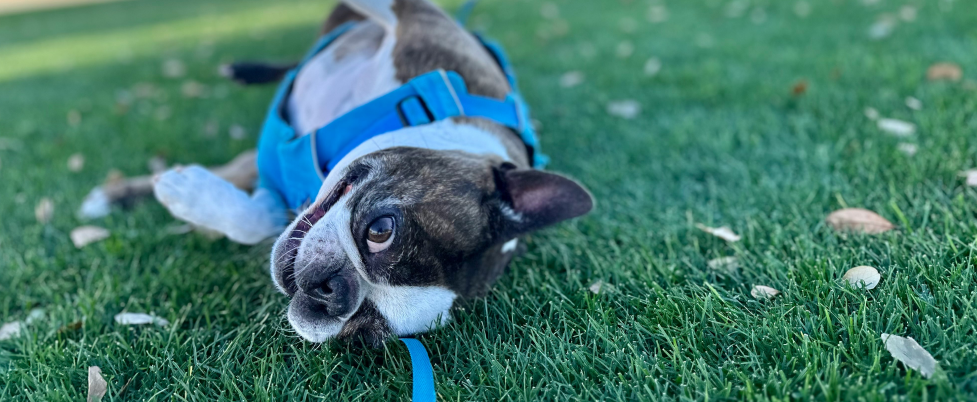 Boston Terrier in blue harness