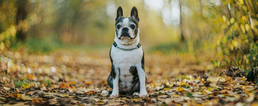 Boston Terrier in the woods