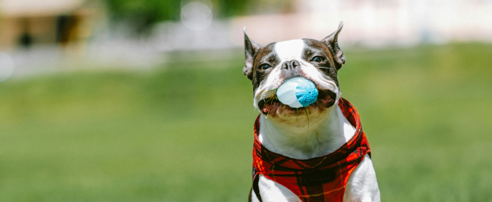 Boston Terrier running with ball