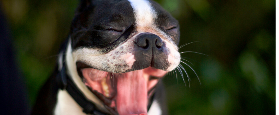 Happy Boston Terrier