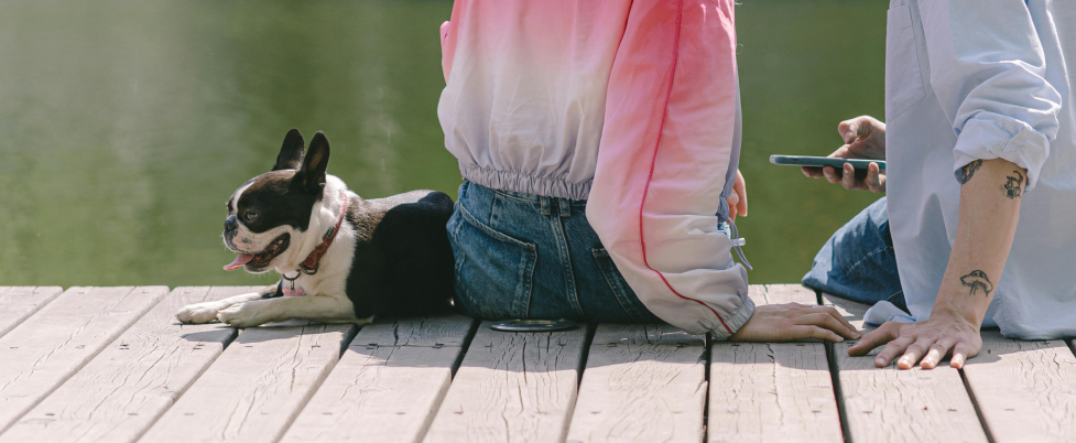 Boston Terrier with people