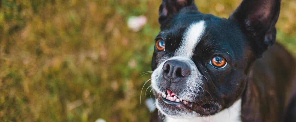 Cute Boston Terrier