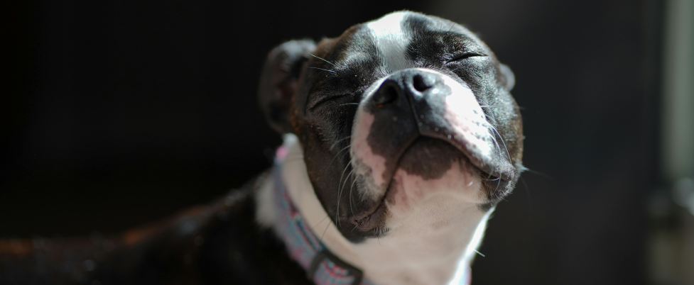 Boston Terrier with eyes closed