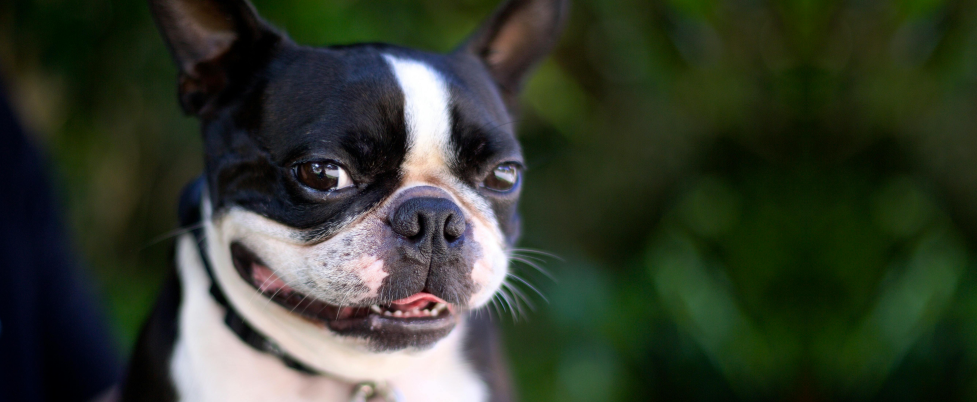 Boston Terrier smiling