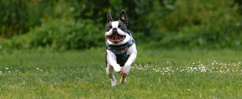 Boston Terrier running