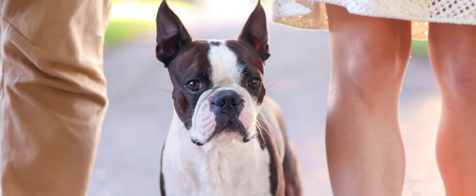 Boston Terrier standing with people