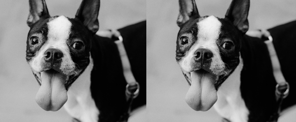 Boston Terrier, black and white photo