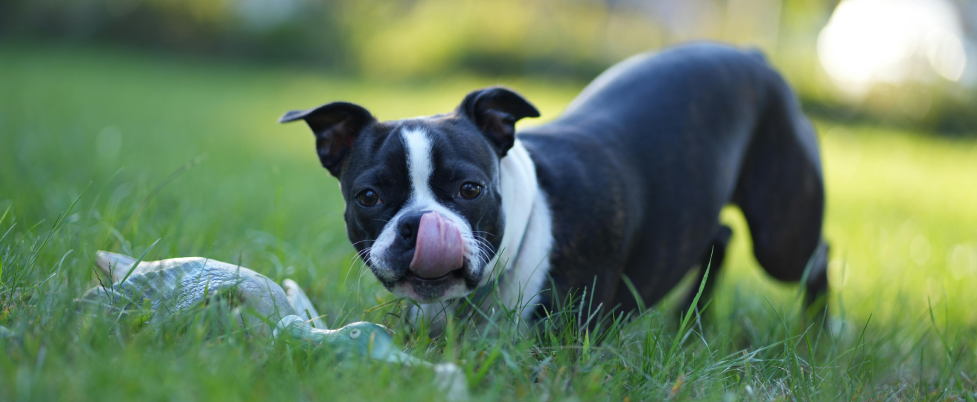 Boston Terrier playing