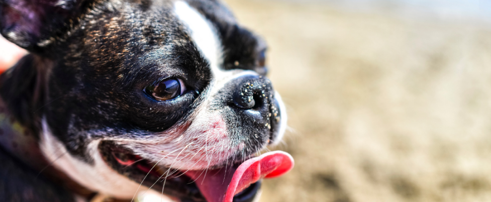 Boston Terrier close-up