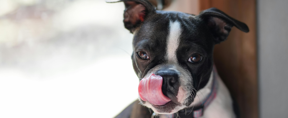 Boston Terrier with tongue out