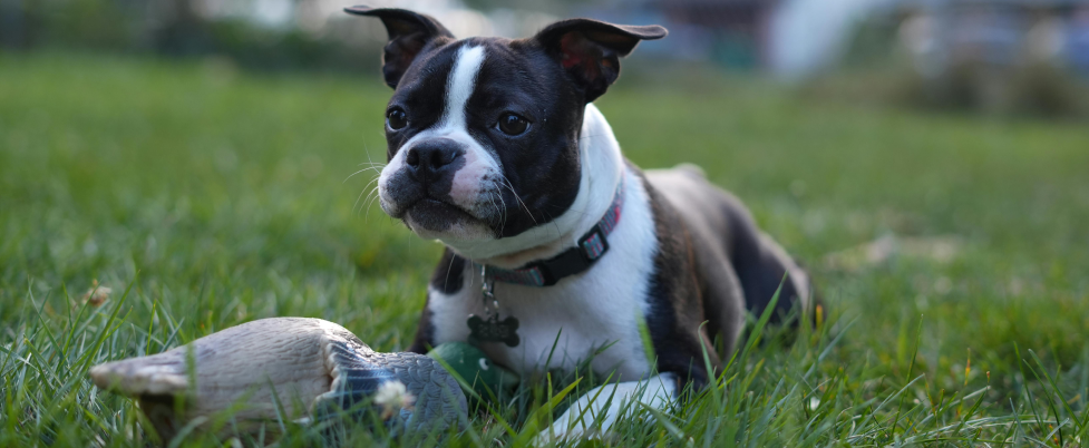 Boston Terrier playing in park