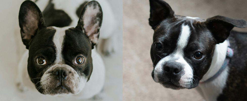 Boston Terrier & Frenchie