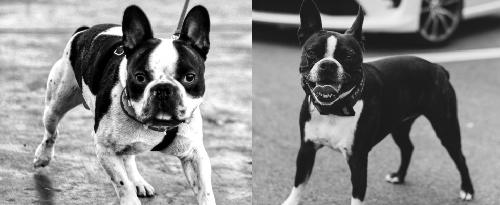 Boston Terrier and French Bulldog