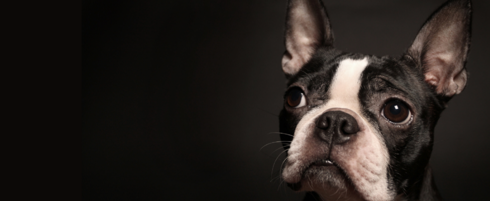 Beautiful Boston Terrier 