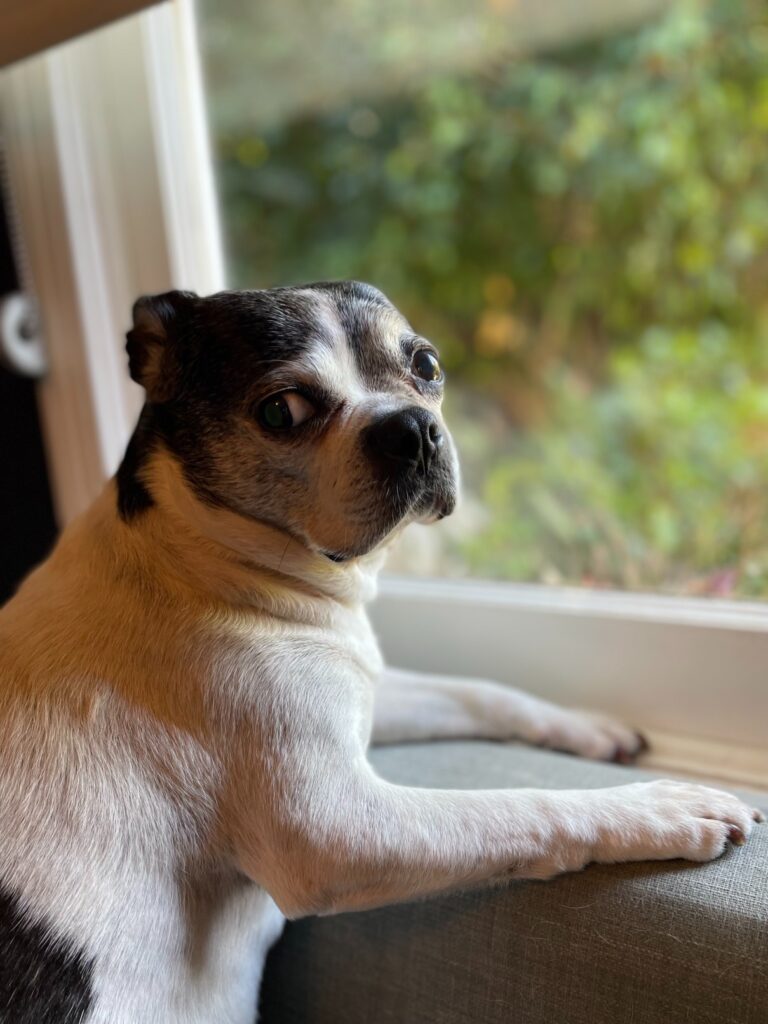 Weezie at the window