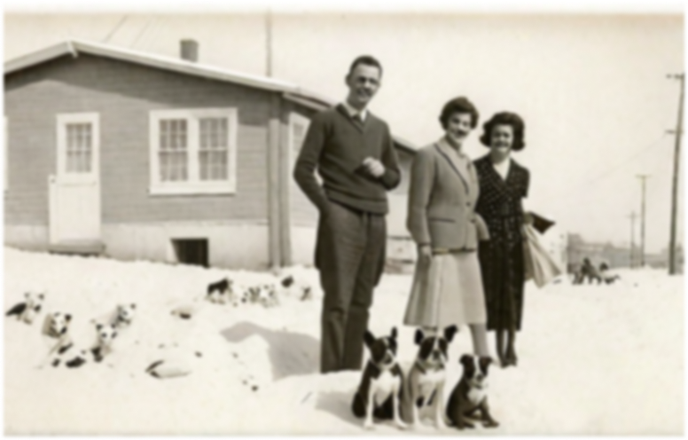 Vintage boston terriers and people