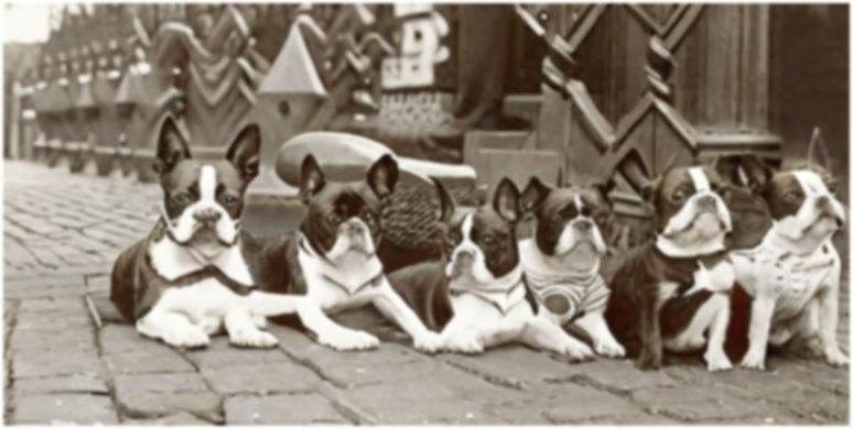 Vintage boston terriers together