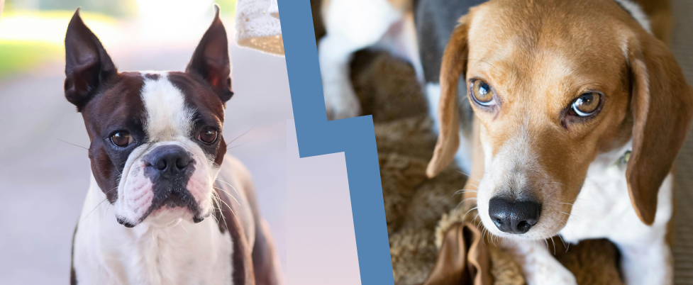 Boston Terrier Beagle Mix